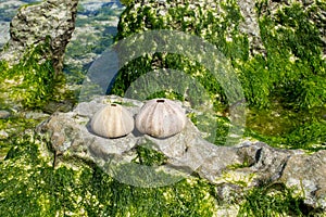 White shell of a sea urchin mollusc on sea shore