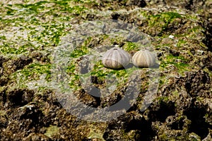 White shell of a sea urchin mollusc on sea shore