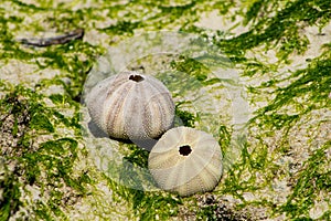 White shell of a sea urchin mollusc on sea shore