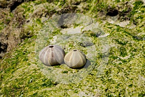 White shell of a sea urchin mollusc on sea shore