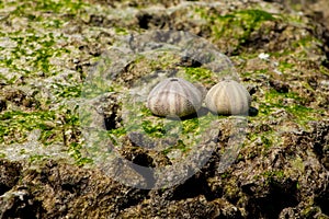 White shell of a sea urchin on sea shore
