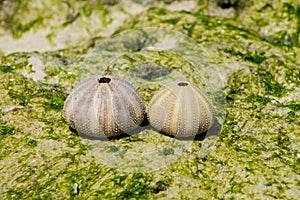 White shells on seaweed covered stone