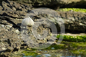 White shells on seaweed covered stone