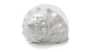 A white shell on a white background (ai generated)