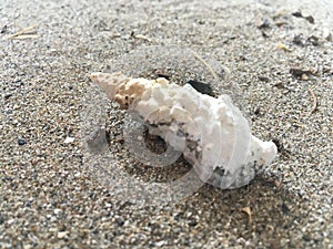 White shells on the beach