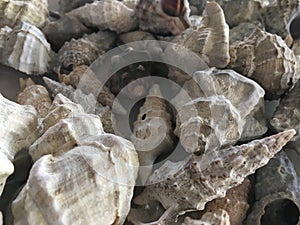 White shells on the beach