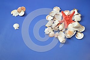 White shells and a red starfish on a blue background. Summer decorative composition of marine elements. Free space for text