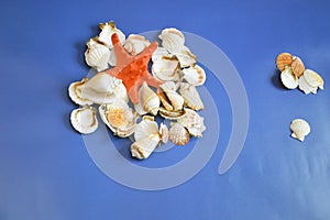 White shells and a red starfish on a blue background. Top view, place for text