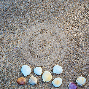 White shells on a sand background. Summer beach background. The shore of the sea and ocean