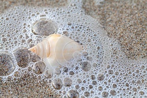 A white  shells on a sandy beach. Surf waves with foam bubbles on the water. Sea background close-up.  Copy space