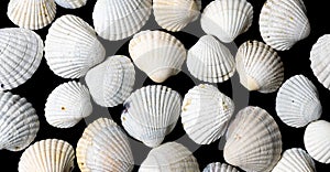 White shells of sea snails on a black background