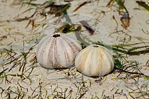 White shells on seaweed covered sand