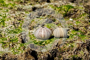 White shells on seaweed covered stone