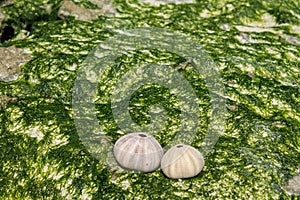 White shells on seaweed covered stone