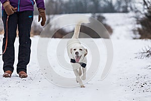 White shelter dog in winter