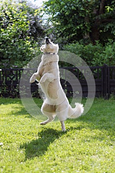 White shepard jumping at water droplets berger blanc suisse
