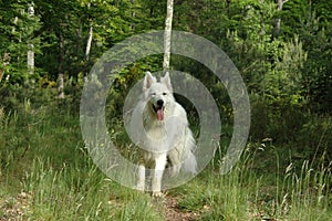 White sheperd in the forest