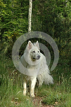 White sheperd in the forest