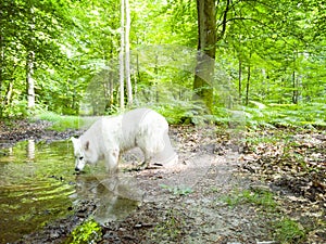 White sheperd in forest