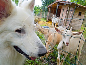 White sheperd and goats photo