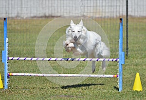 White Shepherd at a Dog Agility Trial