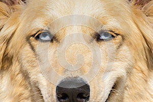 White Shepherd dog with blue eyes. A close up portrait.