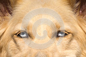 White Shepherd dog with blue eyes close up portrait.