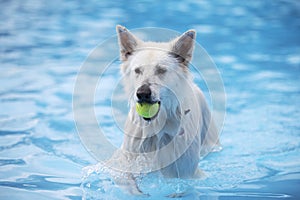 White Shepherd dog, fetching tennis ball in swimming pool