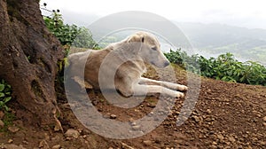 White shepherd dog lying down on a rocky soil next to a tree trunk