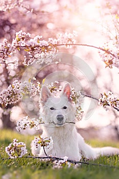 White shepherd dog lying under cherry blossoms in springtime