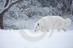 White shepherd dog in snow