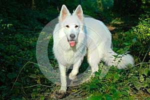 White shepherd in forest