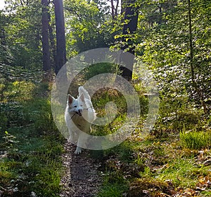 White shepherd in the forest