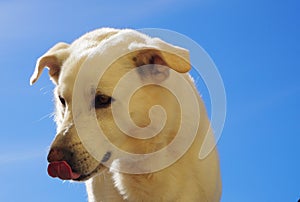 White shepherd mixed breed Maremma Abruzzo dog
