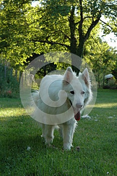 White shepherd playing in the garden