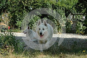 White shepherd playing in the garden