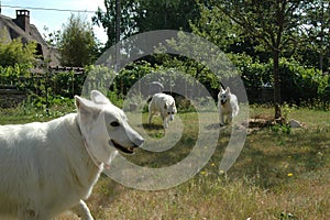White shepherd playing in the garden
