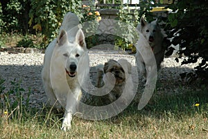 White shepherd playing in the garden