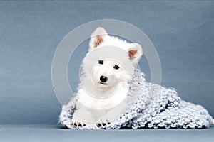 White shepherd puppy looking