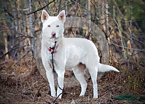 White Shepherd Siberian Husky mixed breed dog