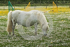 White Shetland Pony