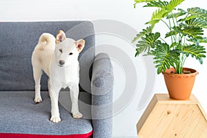 White Shiba Inu dog Or Hokkaido Inu dog Standing on the sofa in the living room