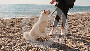 White shiba-inu puppy does commands from young girl on the beach slow motion