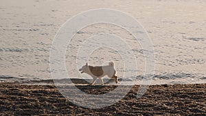 White shiba inu puppy runs down the sea coast and tryie to catch up a bird in the sky on sunrise slow motion