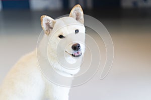 A white Shiba Inu sitting in the living room. Japanese dog. White color