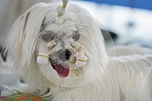 White Shihtzu dog getting groomed at canine contest, hair on face holding together with rubber bands