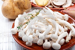 White shimeji edible mushrooms native to East Asia, buna-shimeji is widely cultivated and rich in umami tasting compounds.