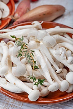 White shimeji edible mushrooms native to East Asia, buna-shimeji is widely cultivated and rich in umami tasting compounds.