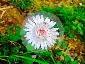 White shiney pink flowers photo