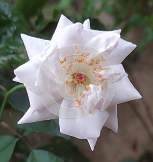 White shinning flower